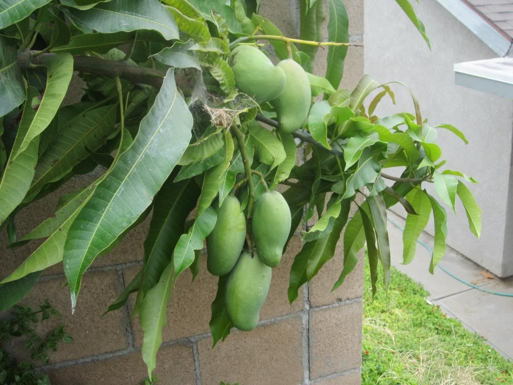 SoCal Mangos season